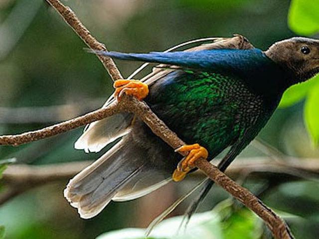 Gambar Burung Langkah / Fakta Dan Cara Merawat Burung Kolibri Supaya