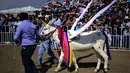 Seekor keledai dihias menyerupai unicorn saat mengikuti National Donkey Fair di Otumba, Meksiko (1/5). Acara tahunan ini diikuti sekitar 7.000 orang. (AFP Photo/Pedro Pardo)