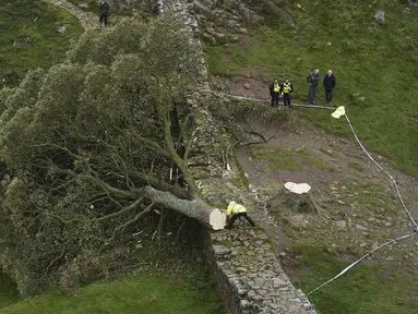 Petugas polisi melihat pohon di Sycamore Gap, di sebelah Hadrian's Wall yang tumbang dalam semalam, di Northumberland, Inggris, Kamis 28 September 2023. (Owen Humphreys/PA via AP)