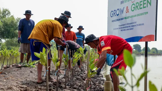 BRI Peduli Perkuat Aksi Lingkungan di Hari Mangrove Sedunia 2025 Lewat Program Penanaman di Muara Gembong