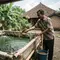 Cara Budidaya Ikan Nila di Kolam Terpal, 7 Langkah Pratis untuk Skala Rumahan