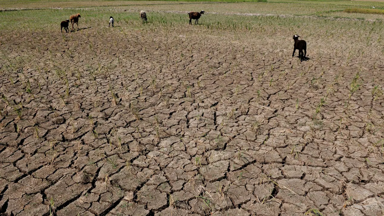 20150729-Sawah-Kekeringan