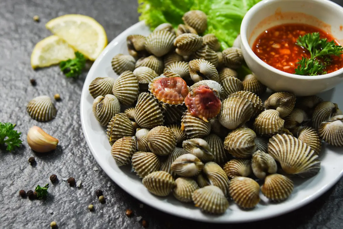 kerang dara