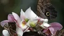Jessie May Smart mengenakan mahkota bunga yang wajahnya dihinggapi kupu-kupu hingga menyerupai topeng berpose di RHS Wisley di Wisley, Inggris, (13/1). Butterflies in the Glasshouse adalah rumah kaca untuk menjaga habitat kupu-kupu. (AFP/Adrian Dennis)