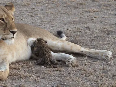 Seekor singa betina liar, Nosikitok, menyusui bayi macan tutul berusia satu minggu di Kawasan Konservasi Ngorongoro di Tanzania, 11 Juli 2017. Aksi singa berusia lima tahun itu merupakan peristiwa langka. (Joop van der Linde/Ndutu Safari Lodge via AP)