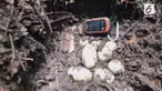 Populasi buaya Siam di seluruh dunia tinggal 410 ekor saja.
