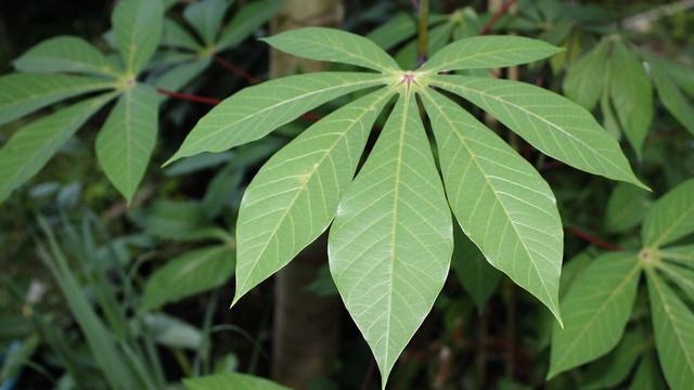 Ilustrasi daun singkong