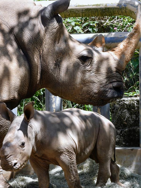 Bayi badak putih selatan berusia 29 hari terlihat bersama induknya A-ju di sebuah kandang di Kebun Binatang Leofoo Village, Taiwan, Selasa (6/8/2019). Petugas kebun binatang akan memberi kesempatan kepada publik untuk menamai bayi badak jantan yang lahir pada Juli 2019 lalu tersebut. (Sam YEH / AFP)