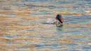 Seekor lumba-lumba tak bersirip terlihat di Sungai Yangtze di Yichang, Provinsi Hubei, China tengah, pada 3 Agustus 2020. Lumba-lumba tak bersirip, spesies endemik di China, menjadi indikator penting untuk ekologi Sungai Yangtze. (Xinhua/Lei Yong)