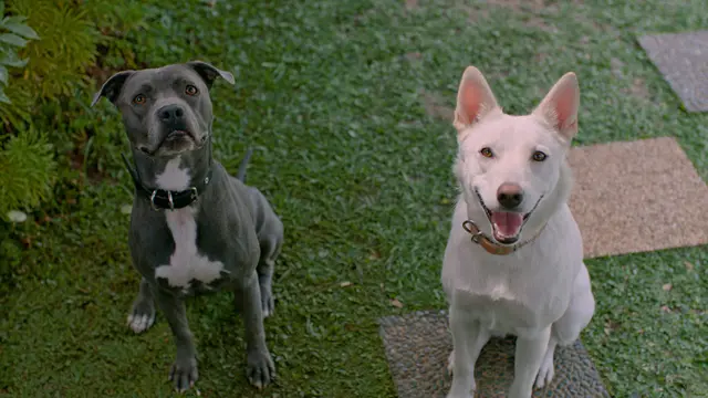 June (putih) dan Kopi (hitam). (Netflix)