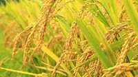 Ilustrasi tanaman padi (Istimewa)