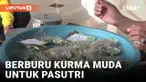 Berburu Kurma Muda Demi Menapatkan Momongan