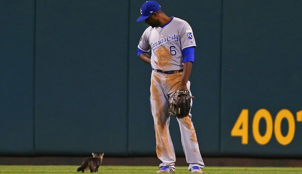 Lorenzo Cain (6) dari Kansas City Royals menyaksikan seekor anak kucing berlari melintasi lapangan luar di inning keenam saat pertandingan melawan Kardinal St. Louis di Stadion Busch di St. Louis, Missouri (9/8). (Dilip Vishwanat / Getty Images / AFP)