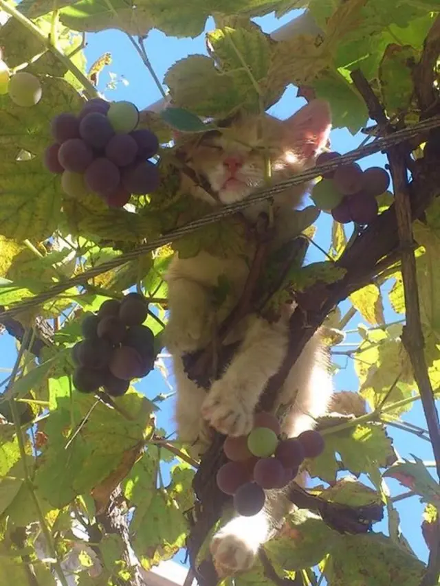 8 Pose Kucing saat Tidur di Pohon Ini Bikin Gemas Sekaligus Geregetan