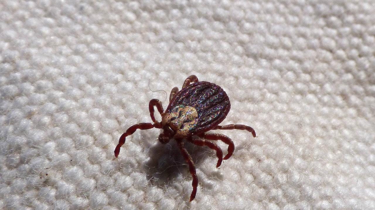 Cara Menghilangkan Tungau di Kasur