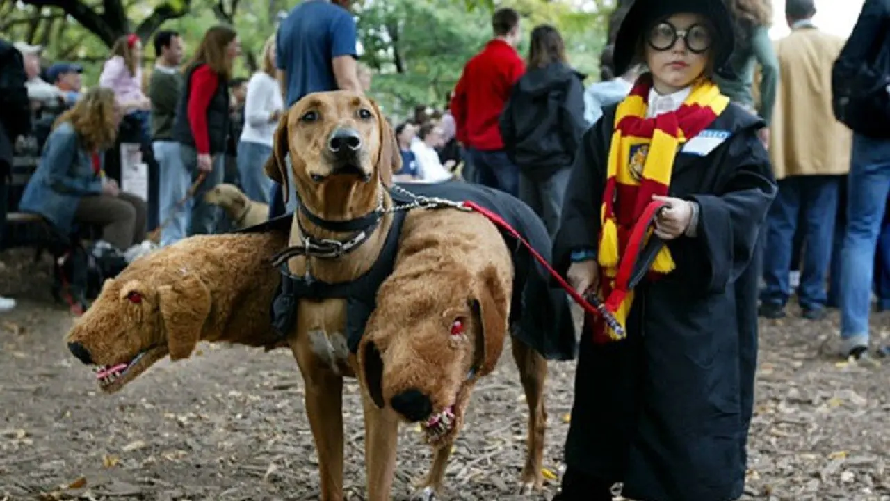 [Bintang]  Kostum Halloween untuk anjing