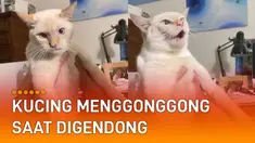 Warganet yang menyaksikan gemas dan terhibur dengan tingkah si kucing.