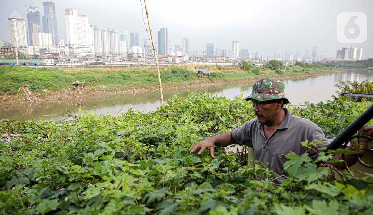 Petani merawat tanaman di bantaran Kali Ciliwung, Petamburan, Jakarta Pusat, Senin (24/5/2021). Kelompok Mandiri Indah Tani sudah enam tahun memanfaatkan lahan bantaran Kali Ciliwung untuk bertani bersama. (Liputan6.com/Faizal Fanani)