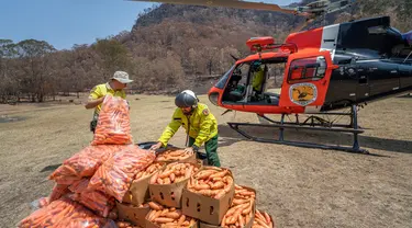 Petugas margasatwa NSW memuat wortel dan ubi jalar untuk walabi korban kebakaran hutan di sepanjang Pantai Selatan New South Wales pada 10 Januari 2020. Cara ini dilakukan karena walabi akan kesulitan mencari makan di saat habitatnya rusak. (STR/NSW NATIONAL PARKS AND WILDLIFE SERVICES/AFP)