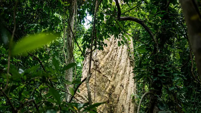 Merawat Hutan Ranjuri Sigi Lewat Batik Valiri