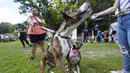 Sejumlah orang dan anjing peliharaan mereka mengikuti acara Party 4 Paws 2020 di Toronto, Kanada, 30 Agustus 2020. Sebuah acara yang cocok dikunjungi keluarga, pameran hewan peliharaan ini menarik ratusan pengunjung bersama anjing peliharaan mereka. (Xinhua/Zou Zheng)