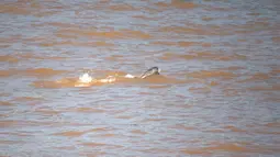 Seekor lumba-lumba tak bersirip berenang di Sungai Yangtze di Yichang, Provinsi Hubei, China tengah, pada 3 Agustus 2020. Lumba-lumba tak bersirip, spesies endemik di China, menjadi indikator penting untuk ekologi Sungai Yangtze. (Xinhua/Lei Yong)