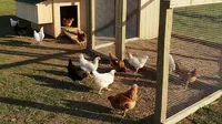 7 Model Kandang Ayam Umbaran dengan Area Berteduh, Solusi Efisien untuk Ternak Rumahan
