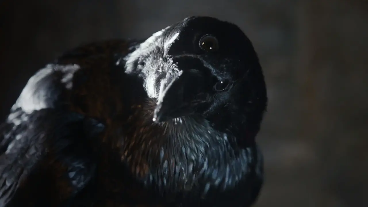 Gagak Mata Tiga di Game of Thrones Dimainkan Aktor Veteran