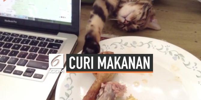 VIDEO: Aksi Kucing Pura-Pura Tidur Saat Mencuri Makanan