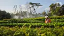 Taman Kehati Sawerigading Wallacea yang menjadi pengembangan dari Modern Nursery PT Vale terletak di Site Sorowako, Kabupaten Luwu Timur, Sulawesi Selatan. (Liputan6.com/ Elin Yunita Kristanti)