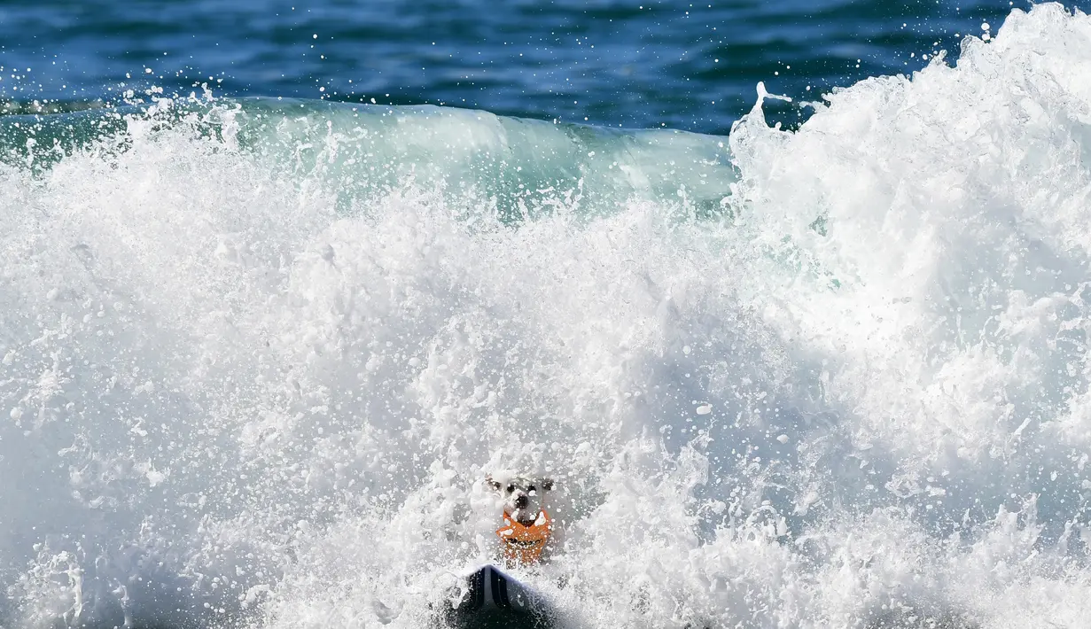 Seekor anjing berselancar di atas ombak saat mengikuti kompetisi tahunan City Surf Dog di Huntington Beach, California, Sabtu (29/9). Dengan papan selancarnya, puluhan anjing peserta berkompetisi menaklukkan ganasnya ombak. (AFP/Frederic J. BROWN)