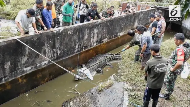 Buaya peliharaan yang memangsa seorang wanita di Minahasa akhirnya dievakuasi. Proses evakuasi tidak mudah, karena bobot buaya yang capai 300 kilogram.