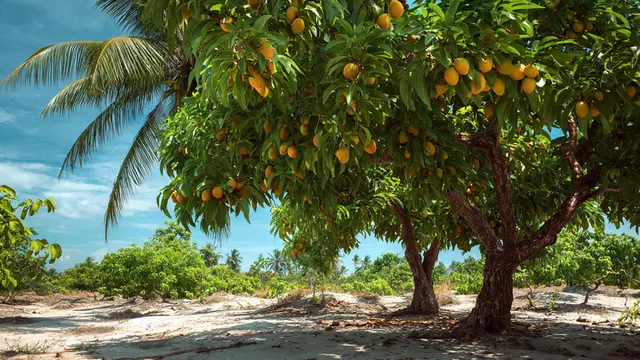 Pohon Mangga