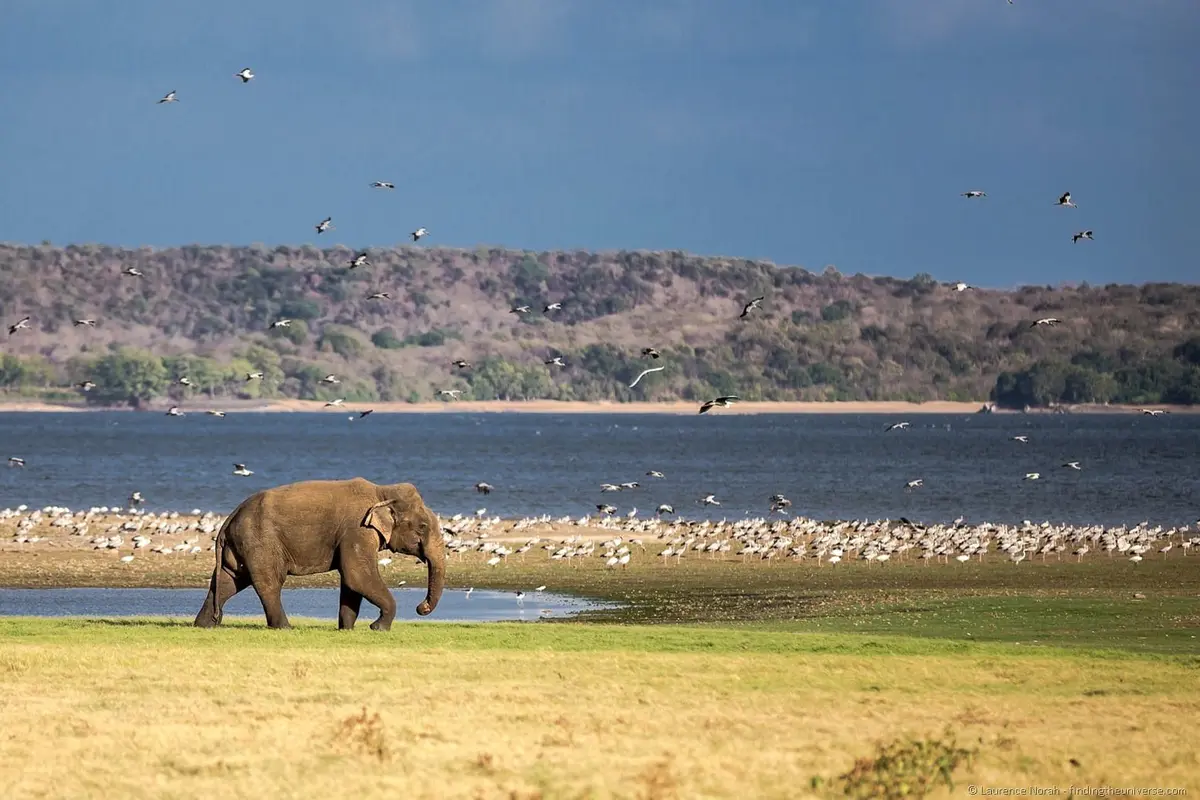 [Bintang] Sri Lanka