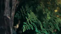 Manfaat daun kelor bagi kesehatan (pexels/kassiamelox)