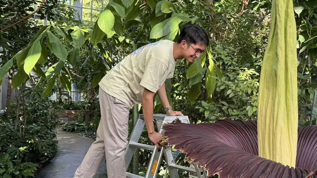 Arnaldy Indra Prasetya bersama bunga bangkai yang sedang mekar. (Arnaldy Prasetya/Botanischer Garten Berlin)