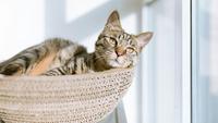 9 Signs That Your Cat is Healthy