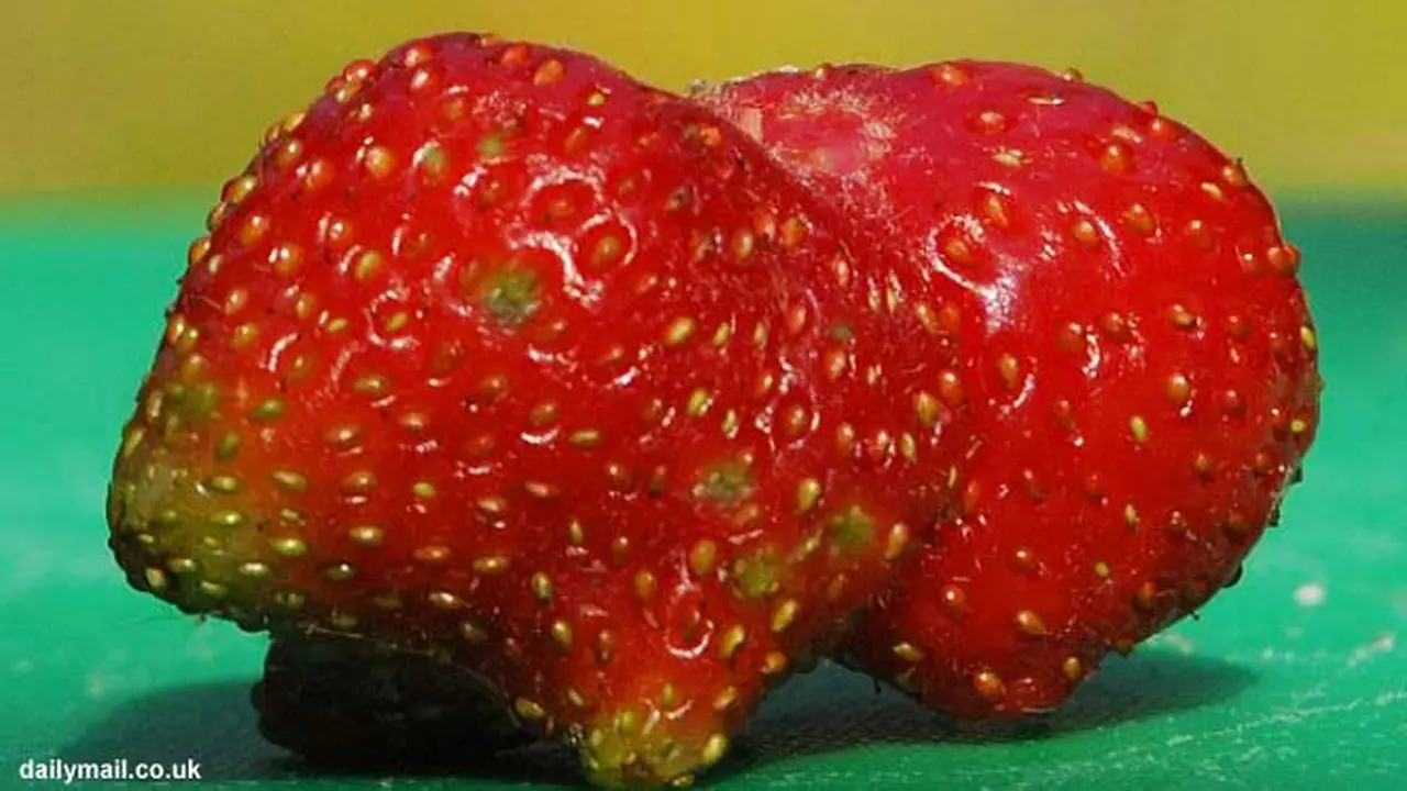 marmut-130726d.jpg