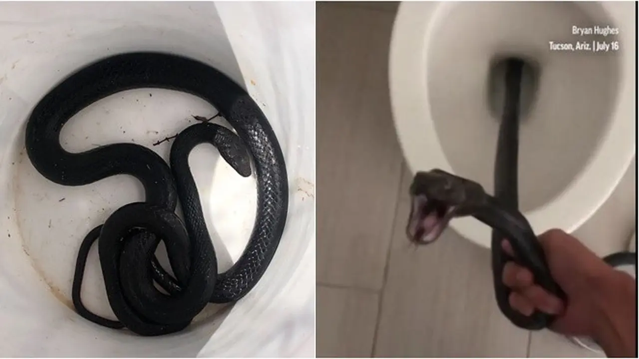 Ular Hitam Panjang 2 Meter Ditemukan dalam Toilet, Bikin Pemilik Rumah Ketakutan
