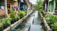 Ide Ternak Ikan di Selokan Depan Rumah yang Layak Dicoba, Jadi Ladang Cuan