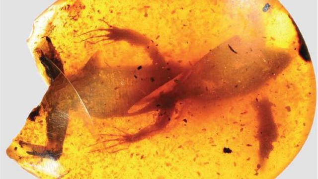 Fosil kadal berusia 99 juta tahun (Foto: Daza et al/Science Advances).
