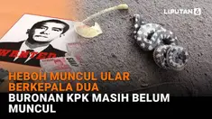 Mulai dari heboh muncul ular berkepala dua hingga buronan KPK masih belum muncul, berikut sejumlah berita menarik News Flash Liputan6.com.