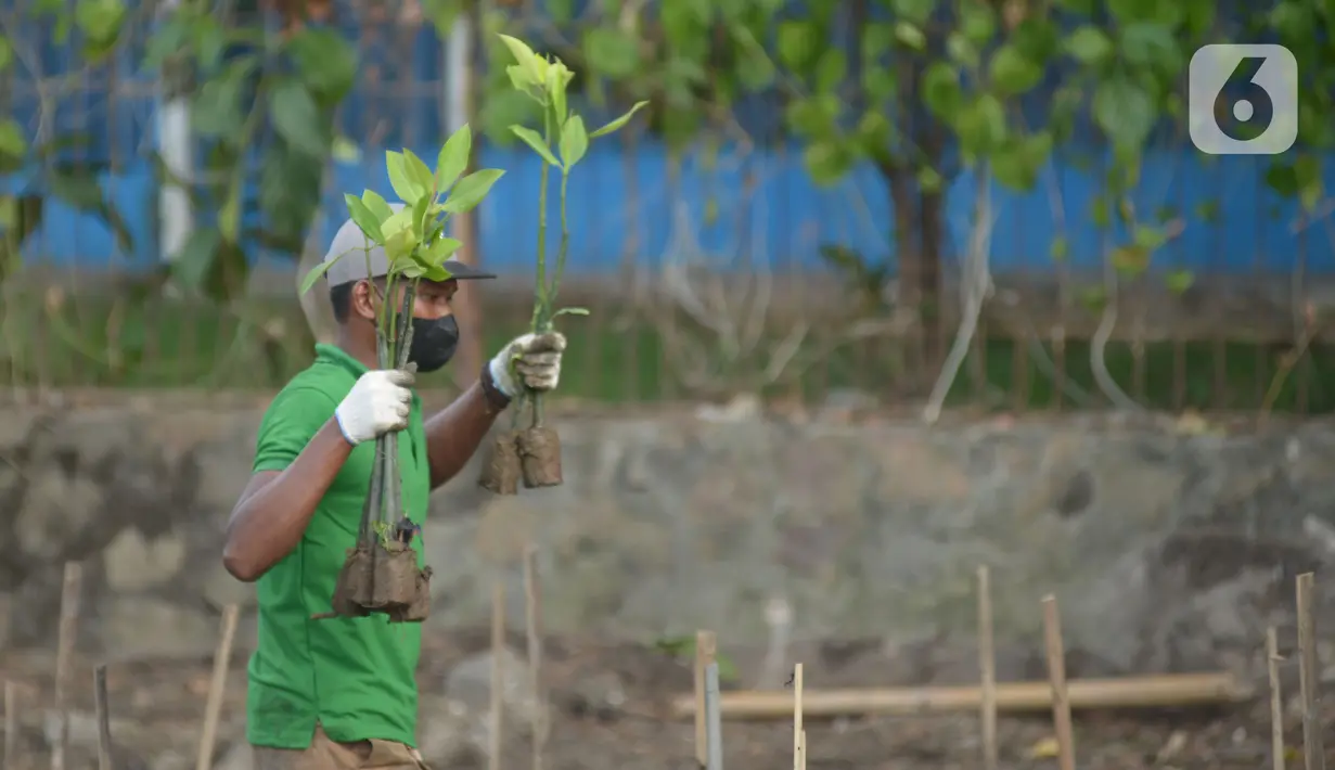 Pekerja melakukan penanam bibit Mangrove jenis Rhizopora Mucronata di Kawasan PT Karya Citra Nusantara  (KCN) Marunda, Cilincing Jakarta Jumat (3/6/2022). Sepanjang 1100 meter tahap dua untuk menanam mangrove di kawasan tersebut, sebagai komitmen kepedulian terhadap lingkungan laut terutama pesisir Utara Jakarta. (merdeka.com/Imam Buhori)