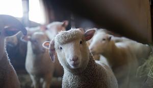 Ilustrasi domba, salah satu hewan yang bisa terinfeksi wabah PMK. Credits: pexels.com by Trinity Kubassek