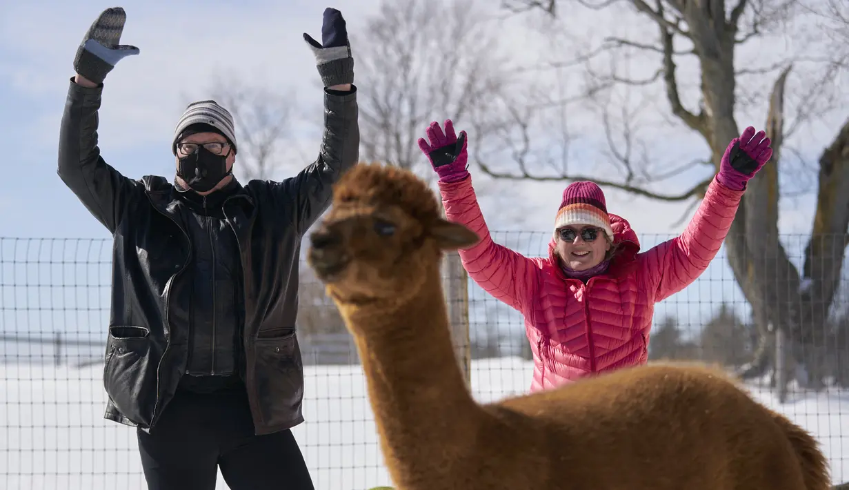 Rob Corless dan Samantha Brennan mengikuti kelas Yoga Salju bersama Alpaca di salju di Brae Ridge Farm and Sanctuary dekat Guelph, Ontario, pada 20 Februari 2022. Selusin orang mengikuti kelas yoga di luar ruangan dikelilingi oleh alpaca di musim dingin Kanada yang membekukan. (Geoff Robins / AFP)