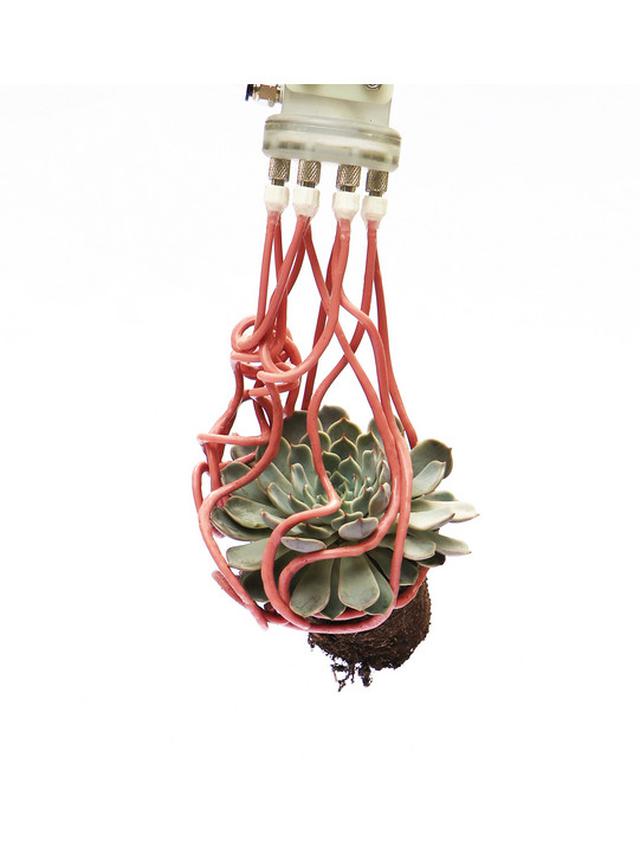 Lengan Robotik Terinspirasi Tentakel Mampu Cengkeram Objek Rapuh secara Kuat. Kredit: Harvard John A. Paulson School of Engineering and Applied Sciences