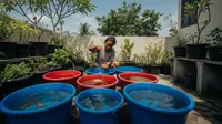 Cara Budidaya Ikan Mas di Ember, Solusi Hemat Lahan untuk Pemula