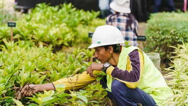 Selama bertahun-tahun, Lippo Karawaci telah menanam lebih dari 160 ribu pohon di tiga kawasan, yaitu di Lippo Village, Lippo Cikarang, dan di Tanjung Bunga. (dok LPKR)