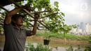 Petani memanen anggur di bantaran Kali Ciliwung, Petamburan, Jakarta Pusat, Senin (24/5/2021). Pemanfaatan lahan bantaran Kali Ciliwung untuk bertani bersama dilakukan sebagai upaya memenuhi kebutuhan hidup di tengah keterbatasan lahan. (Liputan6.com/Faizal Fanani)
