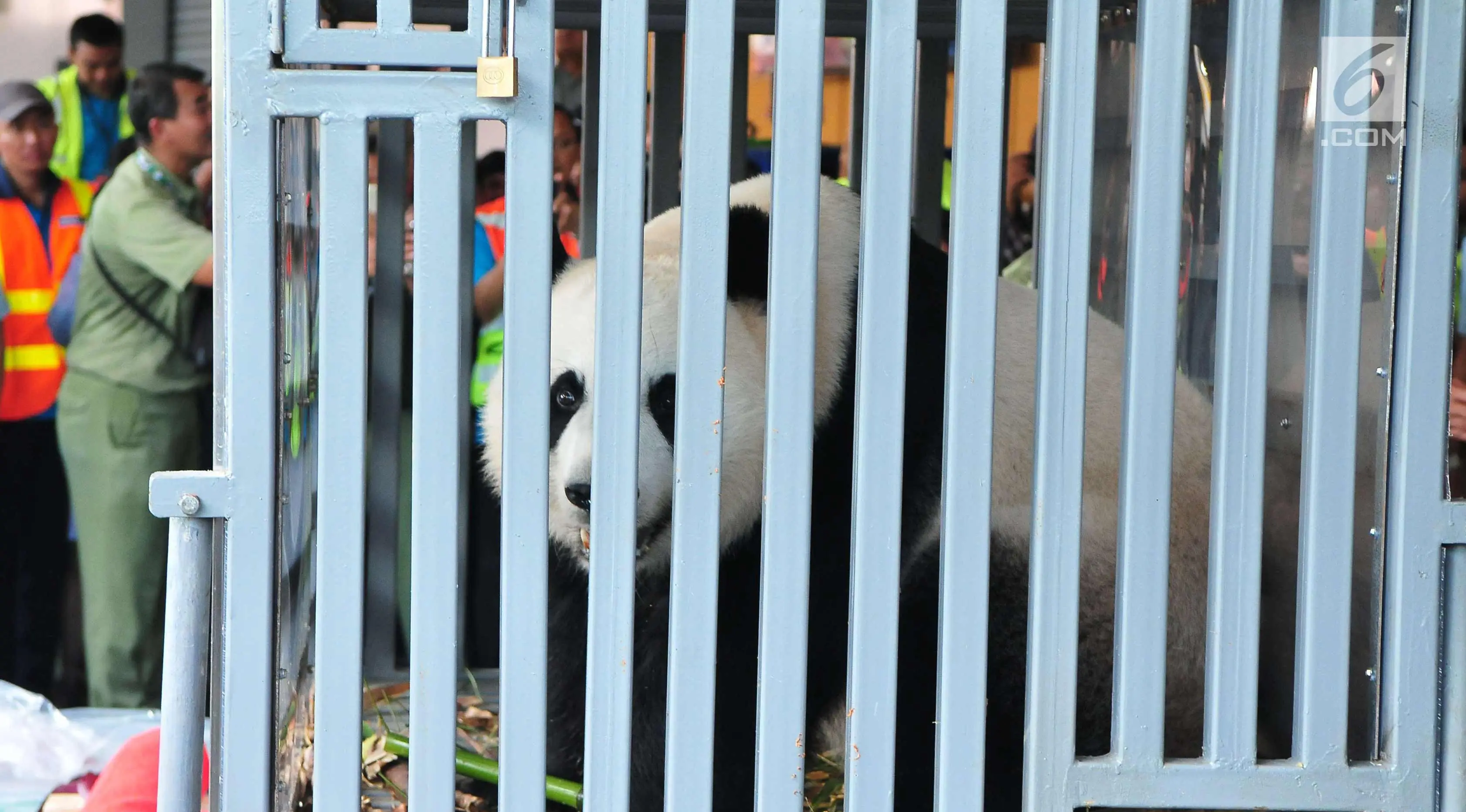 Seekor panda China berada di dalam kandang saat tiba di Bandara Soekarno-Hatta, Tangerang, Kamis (28/9). Kehadiran dua panda ini dimaknai sebagai simbol persahabatan, perdamaian, dan pengetahuan antara Indonesia dengan China. (Liputan6.com/Helmi Afandi)